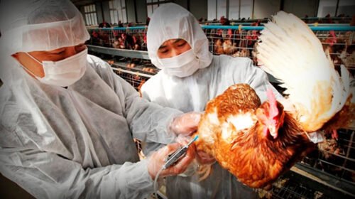gripe aviar estados unidos contagio humanos