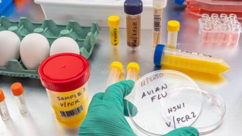 gripe aviar nina fallecida mexico enfermedad respiratoria