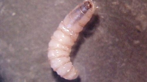 gusano barrenador chiapas mexico casos contagio