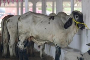 gusano barrenador ganado comercio estados unidos mexico frontera