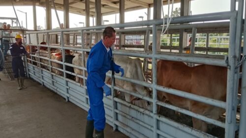 gusano barrenador mexico ganado emergencia sanitaria
