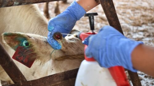 gusano barrenador nuevo leon usda