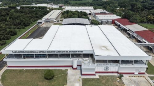 gusano barrenador planta produccion moscas esteriles