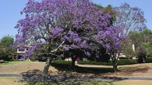 jacarandas concurso ricardo salinas pliego fotografia