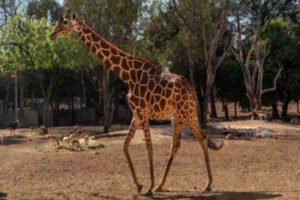 jirafa zoologico culiacan desaparicion