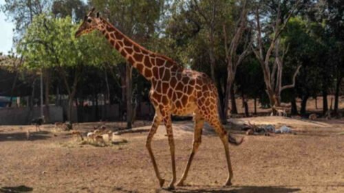 jirafa zoologico culiacan desaparicion