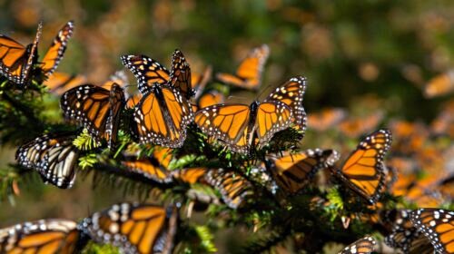 Feb. 6, 2008 - Ocampo, Michoacan, MEXICO - Monarch Butterflies mass at the Monarch Butterfly Biosphere Reserve in El Rosario central Mexican in Michoacan State. Each year hundreds of millions Monarch butterflies mass migrate from the U.S. and Canada to Oyamel fir forests in the volcanic highlands of central Mexico. North American monarchs are the only butterflies that make such a massive journeyÃ‘up to 3,000 miles  (Credit Image: © Richard Ellis/ZUMAPRESS.com)