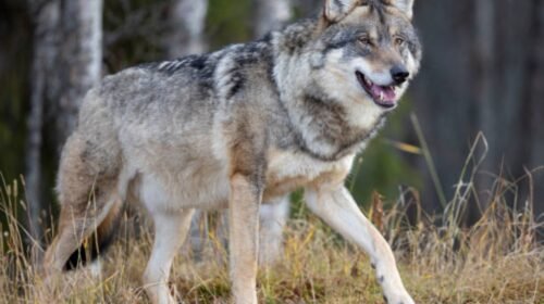 lobo gris especie en peligro donald trump