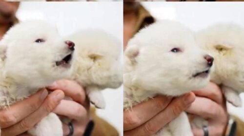 lobo terrible clonacion naturaleza