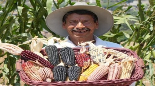 maiz dia nacional alimento basico