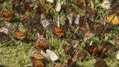 mariposa monarca migracion temporada michoacan