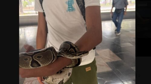 metro cdmx detenido posesion serpiente especie extorica estacion potrero