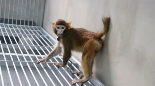 GRAF5978. MADRID, 16/01/2024.- Fotografía del mono rhesus clonado con células somáticas tomada a los 17 meses. La primera clonación exitosa de primates la logró un grupo de científicos chinos en 2018, casi 22 años después -y con la misma técnica- del conocido caso de la oveja Dolly. Ahora, el mismo equipo liderado por Zhen Liu y Qiang Sun ha conseguido clonar otra especie, un mono rhesus que sobrevivió más de dos años. Los investigadores sugieren que este nuevo logro, para el que se desarrolló un método que proporcionó al embrión clónico en desarrollo una placenta sana, permite avanzar en la comprensión de los mecanismos de la clonación en primates y podría ayudar a mejorar en un futuro la eficiencia del proceso, que hasta ahora es extremadamente baja.-EFE/Zhaodi Liao et al., Nature Communications***SOLO USO EDITORIAL/SOLO DISPONIBLE PARA ILUSTRAR LA NOTICIA QUE ACOMPAÑA (CRÉDITO OBLIGATORIO)***