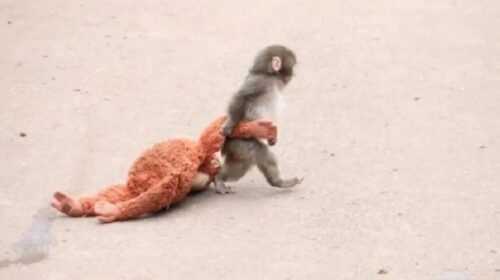 mono macaco punch historias virales internet zoologico jaón