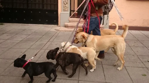 perros