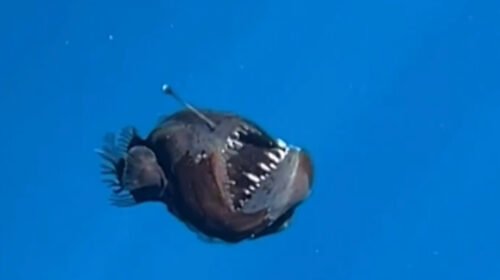 pez diablo aparicion historica españa especies marinas