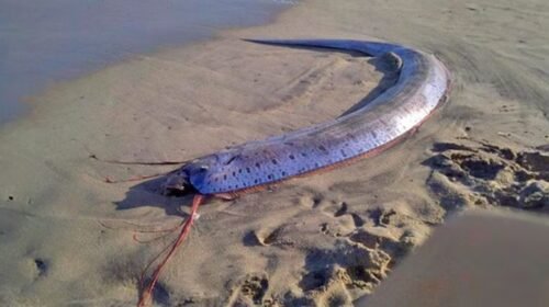 pez remo baja california mar