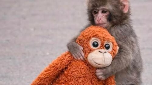 punch the monkey macaco japon zoologico