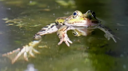 ranas