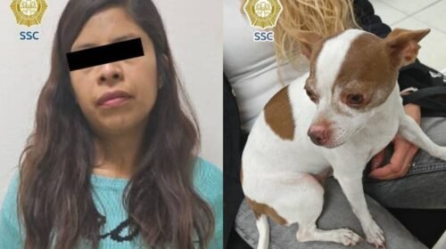 roba perro iztapalapa chihuahua rescate