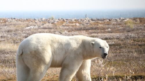 Oso polar en tierra en la región occidental de la bahía de Hudson, en una imagen de archivo. EFE/David McGeachy/ Universidad Estatal de Washington.