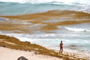 sargazo cancun caribe mexicano turismo