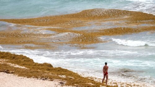 sargazo cancun caribe mexicano turismo