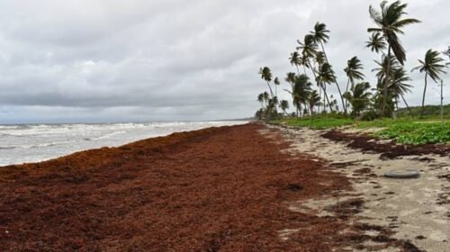 sargazo caribe mexicano playas quintana roo