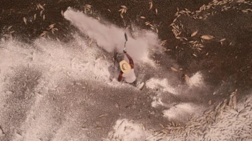 sequia laguna chihuahua peces muertod