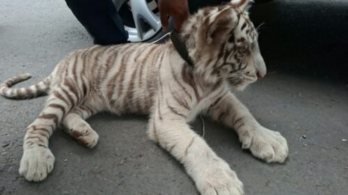 tigre bengala decomisado iztapalapa