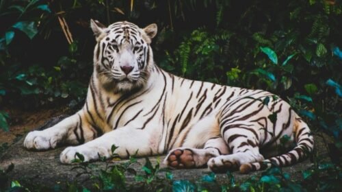 tigre bengala edomex escape