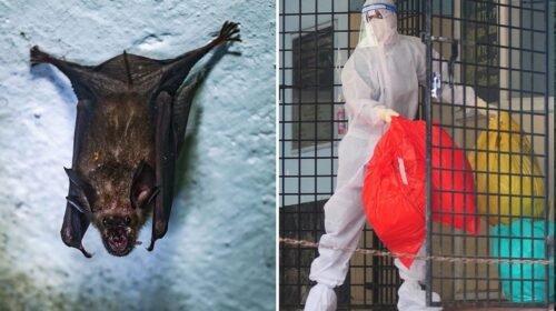 virus nipah india salud mundial