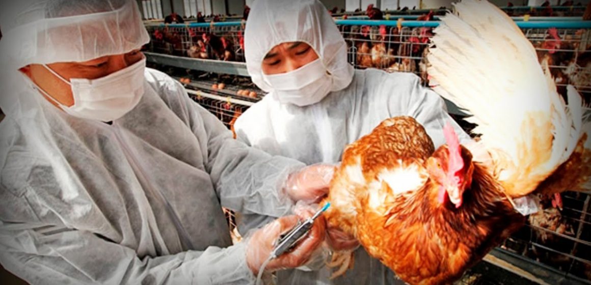 Reportan primera muerte por gripe aviar en México; era un hombre de 59 años