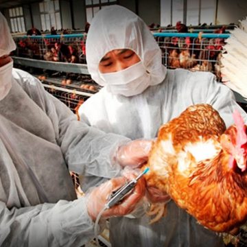 Reportan primera muerte por gripe aviar en México; era un hombre de 59 años