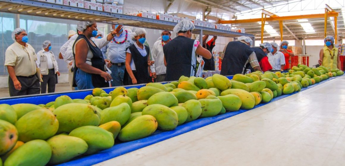 Se reanudan exportaciones de aguacate y mango a Estados Unidos tras acuerdo bilateral
