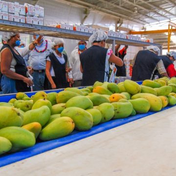Se reanudan exportaciones de aguacate y mango a Estados Unidos tras acuerdo bilateral